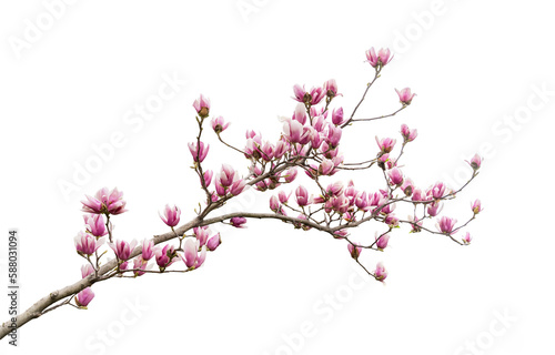 magnolia isolated on white background © xiaoliangge