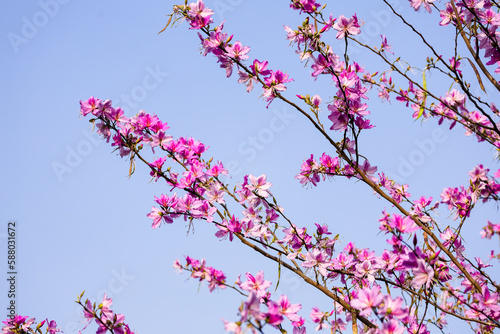 beautiful pink cherry blossom in spring © khajanaser769