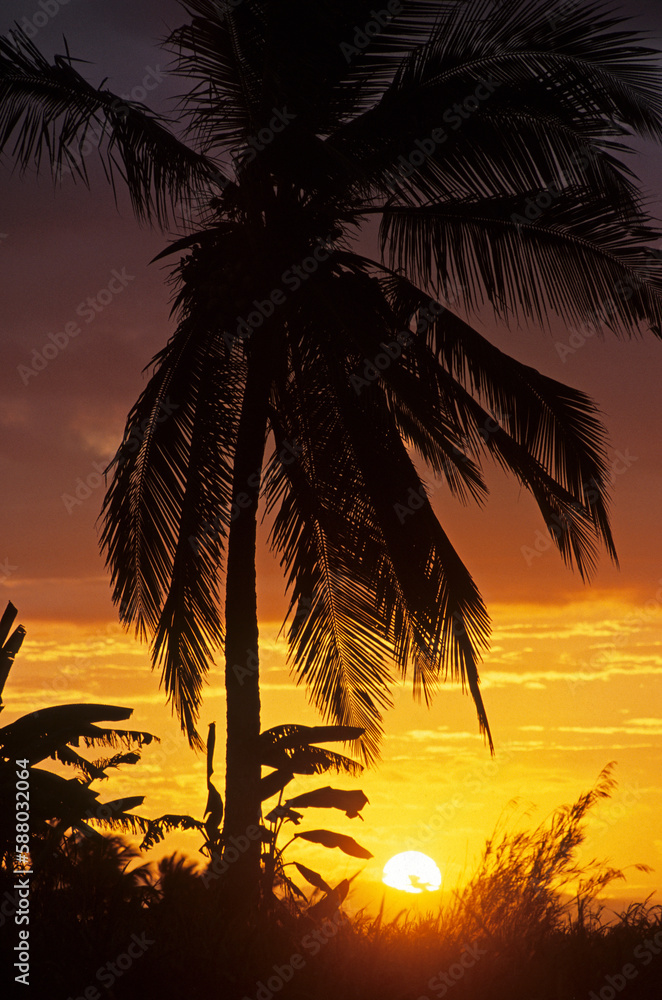 coucher de soleil, Cocos nucifera, Cocotier, Madagascar