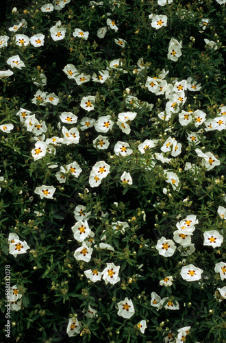 Cistus x lusitanicus, Ciste