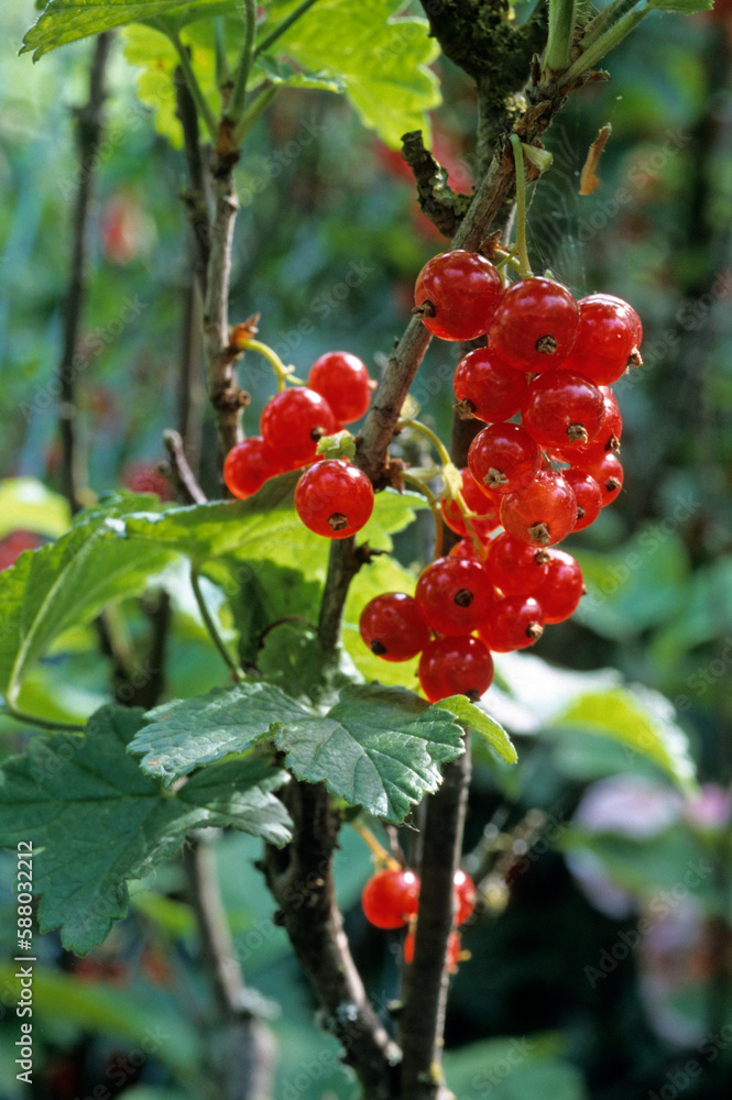 Obraz premium Ribes rubrum, Groseillier