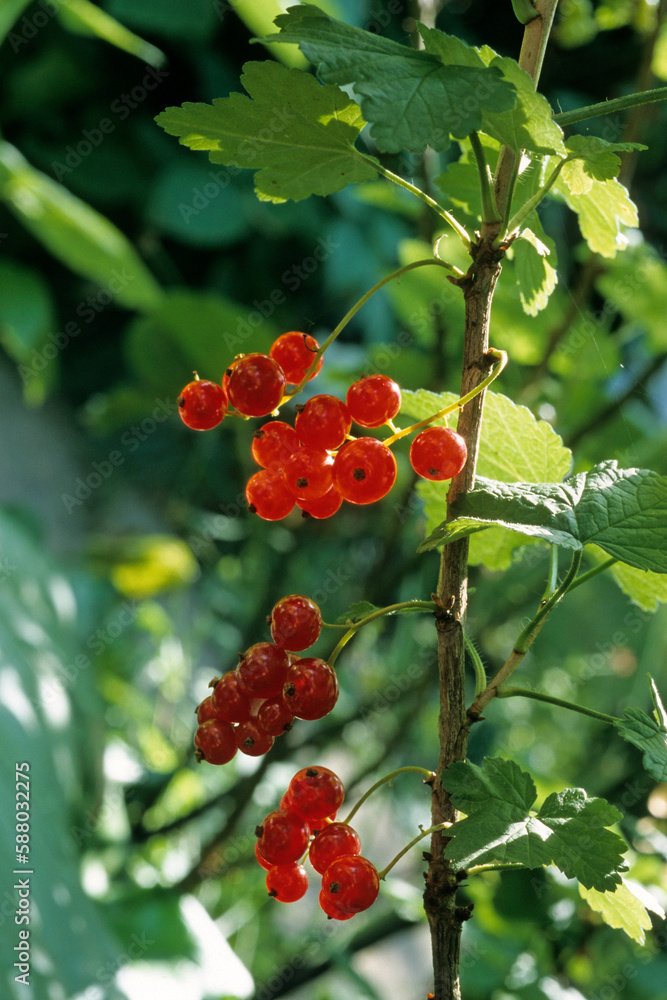 Ribes rubrum, Groseillier Ribes rubrum, Groseillier