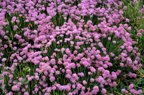 Allium schoenoprasum   Ciboulette