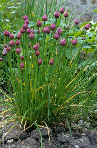 Wallpaper Mural Allium schoenoprasum,  Ciboulette Torontodigital.ca