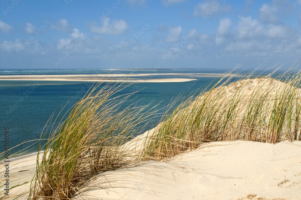 Ammophila aremaria, Oyat, Plante des dunes, Site protégé , Dune du Pilat, Réserve du Banc d'Arguin, 33, Gironde, France Ammophila aremaria, Oyat, Plante des dunes, Site protégé , Dune du Pilat, Réserve du Banc d'Arguin, 33, Gironde, France