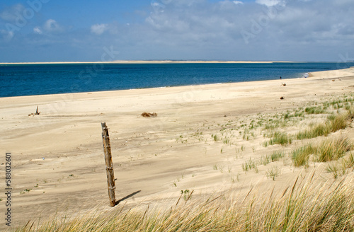 Ammophila aremaria, Oyat, Plante des dunes, Site protégé , Dune du Pilat, Réserve du Banc d'Arguin, 33, Gironde, France photo