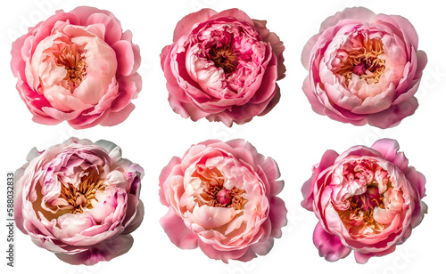 Obraz na płótnie Assorted pink peony flower heads on transparent PNG background. Generative AI. w salonie