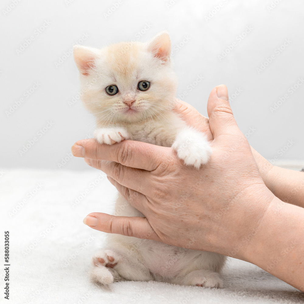 White colored British kittens pose in their hands White colored British kittens pose in their hands