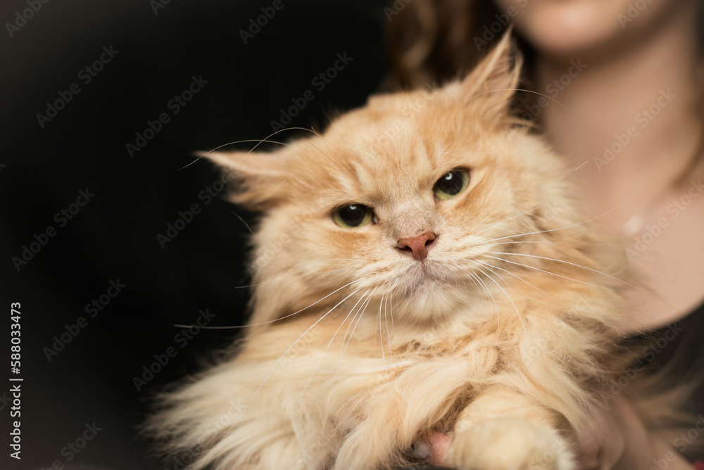 portrait of a woman holding a cat