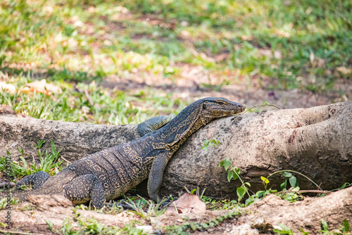 Water monitor lizard laying on a small log