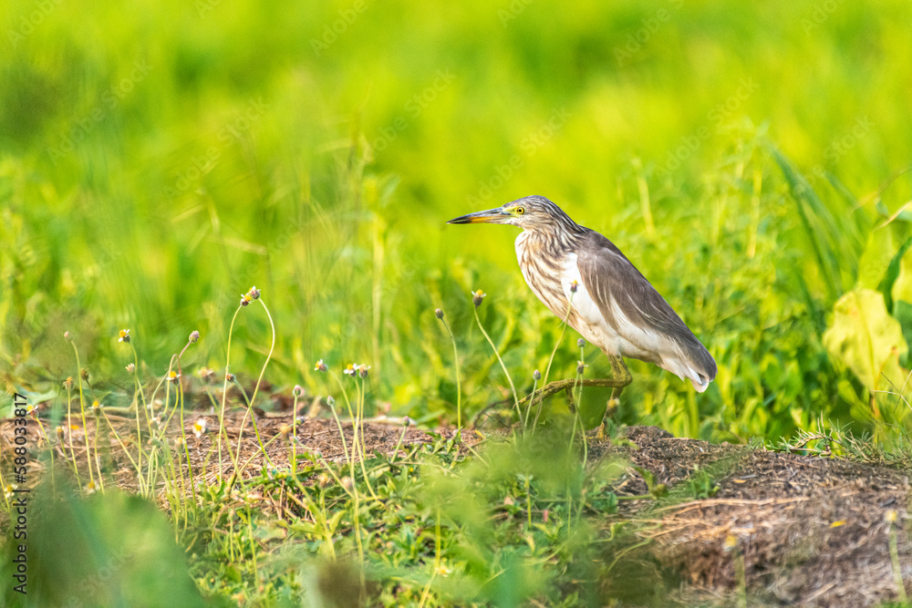 Indian Pond Heron bird animal in the green rice field Indian Pond Heron bird animal in the green rice field