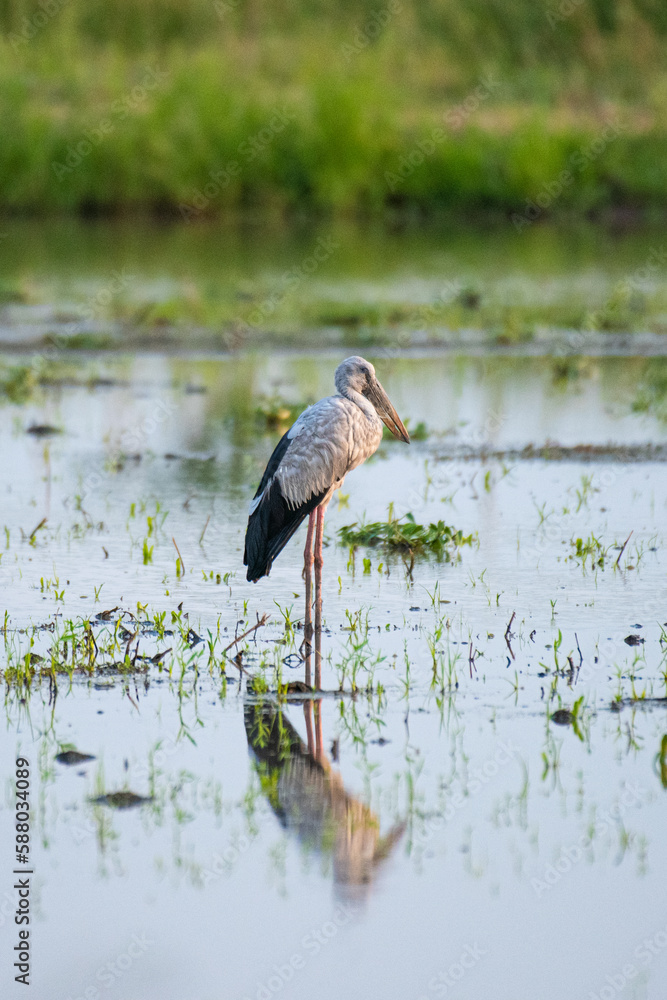 group of Asian Openbill bird in the rice field