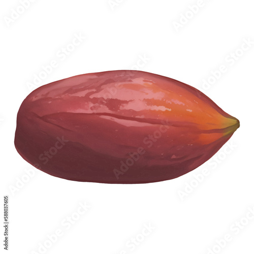 Ripe Cacao Fruit Isolated Hand Drawn Painting Illustration