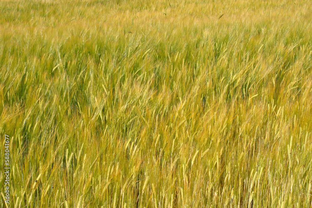 Wheat field - Cromarty - Black Isle - Highlands - Scotland - UK Wheat field - Cromarty - Black Isle - Highlands - Scotland - UK