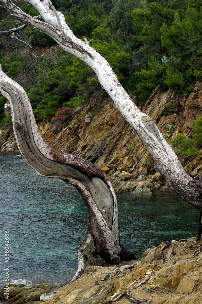 Fototapeta premium Mediterranean coast - Bors-les mimosa road - Var - France