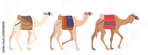 Caravan Of Camels Isolated on White Background. Camels Walking, Carrying Cargo and Blankets On Their Backs