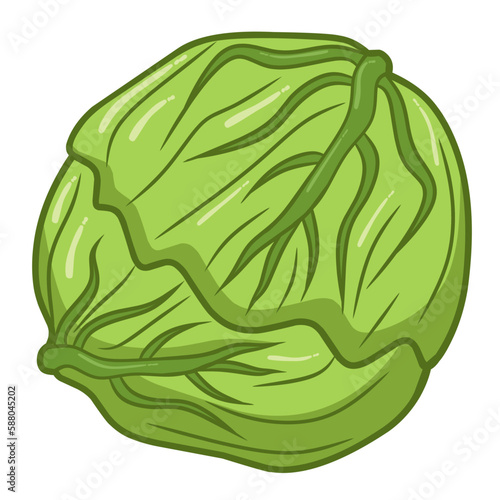 cabbage isolated on white background