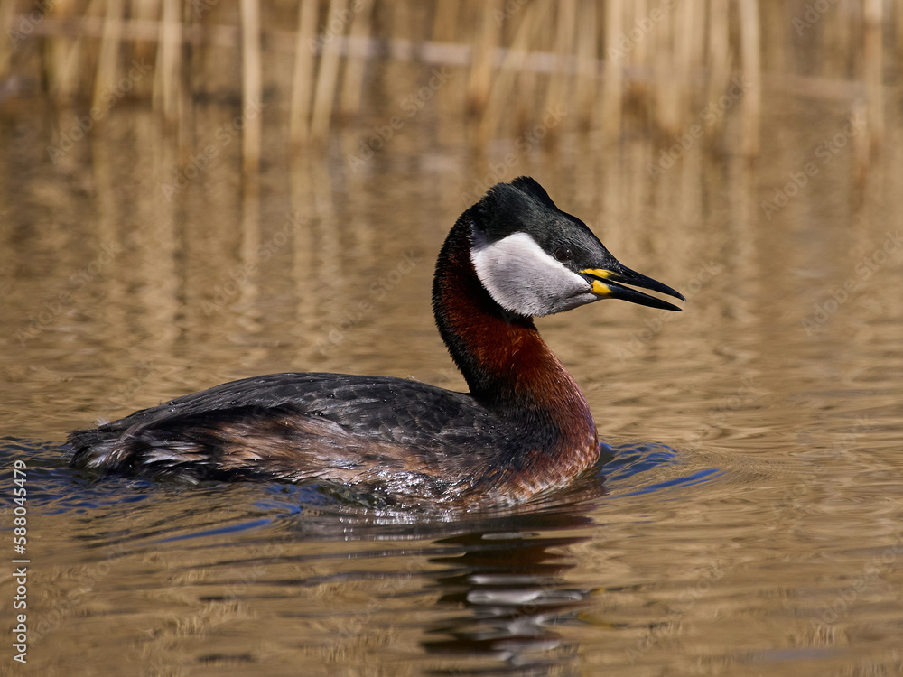 Red-necked grebe (Podiceps grisegena) Red-necked grebe (Podiceps grisegena)