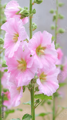 Pink Hollyhock flowers. Mallow. Alcea Rosea is plant in the family Malvaceous. Blooming Hollyhock Malva flowers in the garden. Close up  Althaea rosea flower on blurred background.  photo