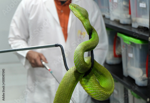 Researchers are examining snakes at the Venom Center to extract their venom. Snakes venom research center Chittagong,Bangladesh