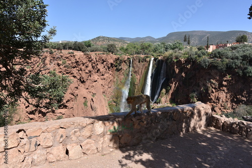 monkeys at the Uzud waterfall, Morocco, Marrakech, Africa,  photo