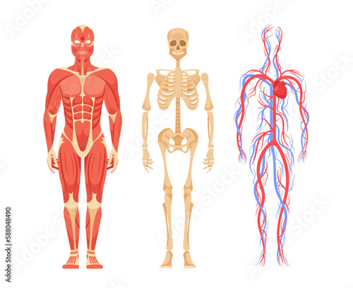 Human Male Body Anatomy Featuring Detailed View Of Skeletal, Muscular, Circulatory, Nervous, Digestive Systems