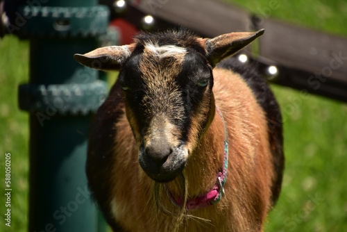 Amazing Look into the Face of a Goat