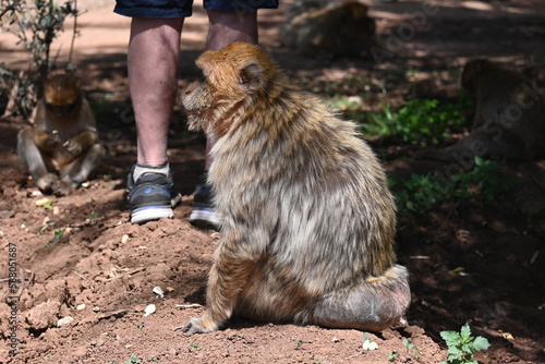 monkeys at the Uzud waterfall, Morocco, Marrakech, Africa,  photo