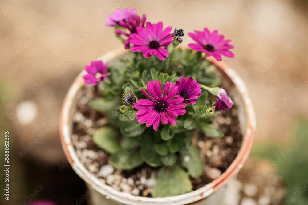 pink decorative spring flowers in a pot on the terrace, garden decoration
