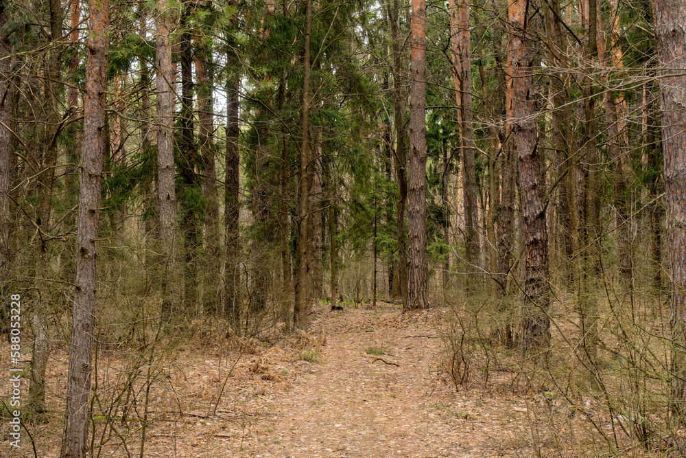 Trees in a pine forest in spring Trees in a pine forest in spring
