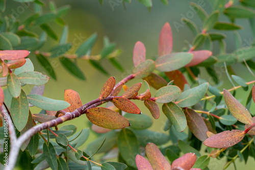 Branchage d'eucalyptus au printemps photo