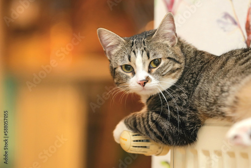 A beautiful cat relaxing on a warm radiator.