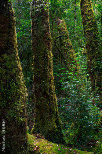 Ancient Huon