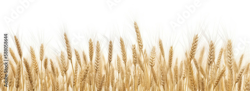 A wheat field border on white background - Generative AI