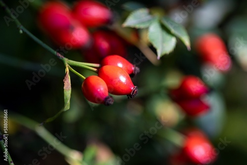 Close up portrait of rose hip, rose haw or rose hep berries still hanging on a branch inbetween the leaves of the bush of the plant ready to be harvested to make some tea or be used in a kind of food.