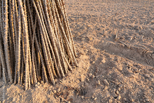 Cassava field on sunrise. Food it is commonly used animal feed. sampou during summer. Product name is Yuca, Mandioa, Manioc, Tapioca. photo