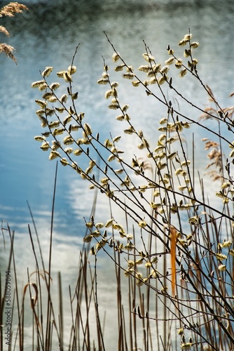 Frühlingserwachen am See