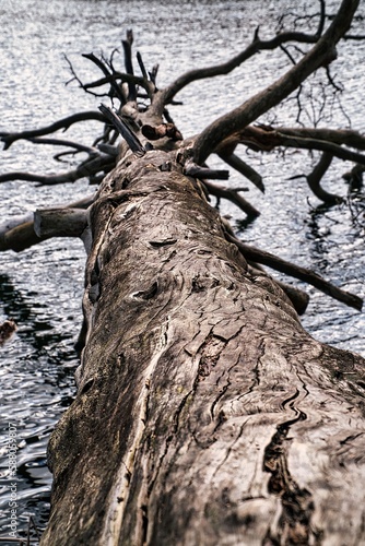alter Baumstamm im Wasser
