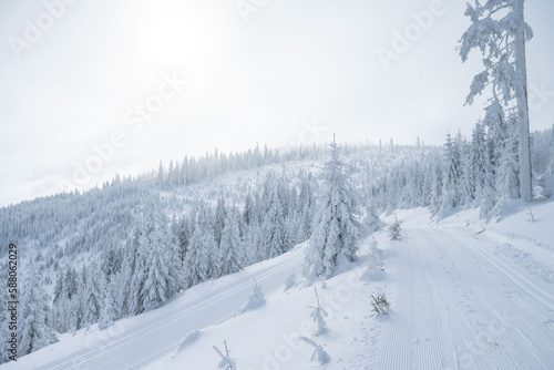 Nice fresh snowed countryside with snowed trees, Jeseniky, Czech Republic