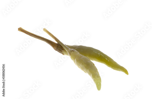 pickled pepper isolated
