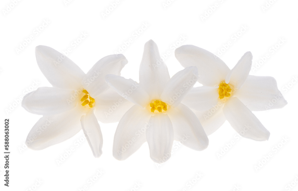 Fototapeta premium hyacinth flower isolated