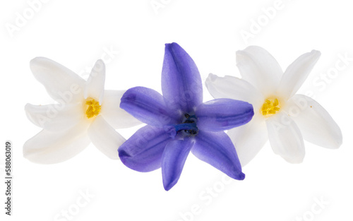 hyacinth flower isolated