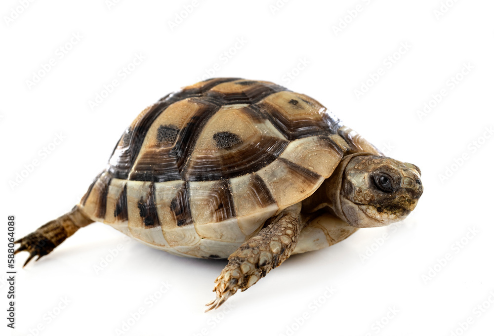 Naklejka premium Greek tortoise in studio