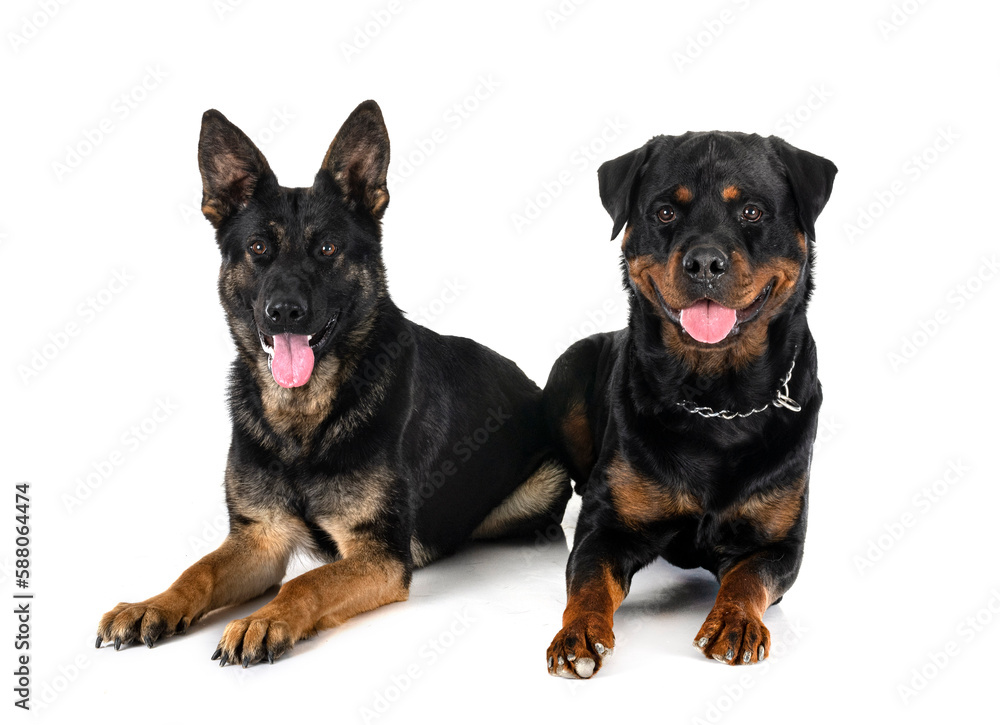 Fototapeta premium young german shepherd and rottweiler