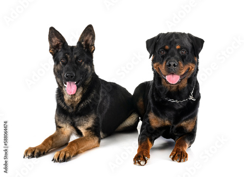 young german shepherd and rottweiler