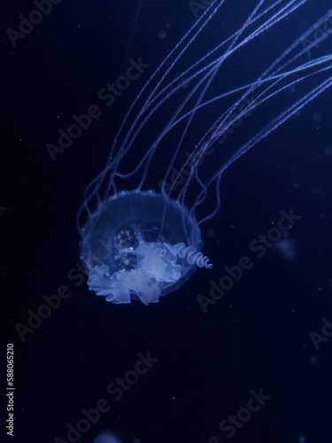 Jellyfish © Lena