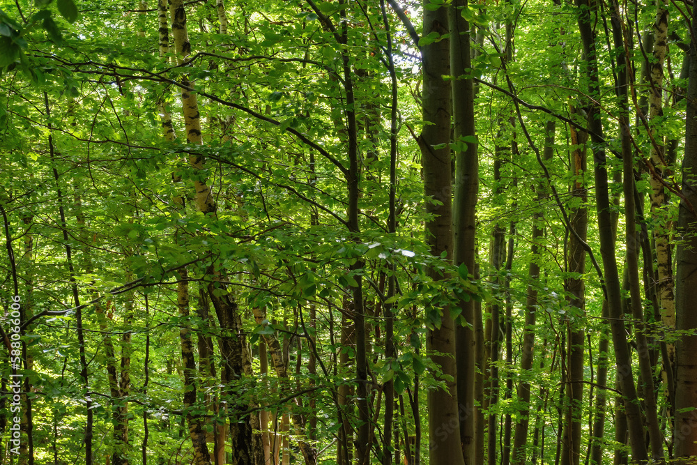day trip through beech forest with beautiful scenery. beauty of carpathian nature day trip through beech forest with beautiful scenery. beauty of carpathian nature