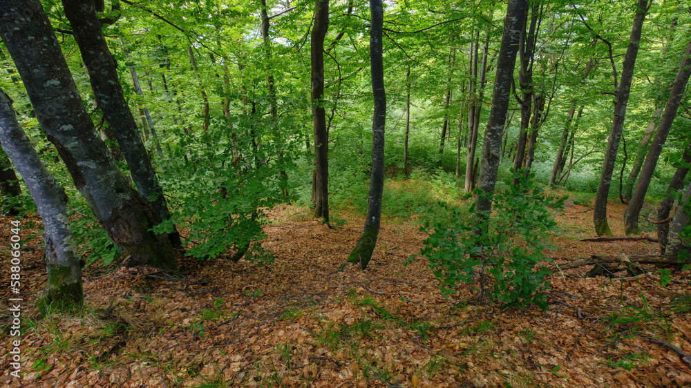 explore wilderness scenery of carpathian forests. path among the trees. nature background with green foliage explore wilderness scenery of carpathian forests. path among the trees. nature background with green foliage