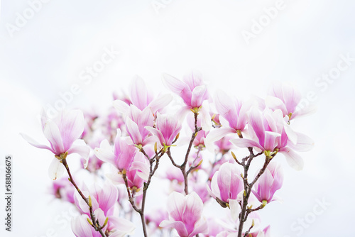 Blooming magnolia tree in spring on pastel sky background