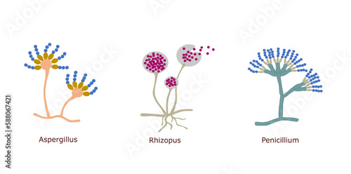Simple illustration of three different microscopic fungus (Aspergillus, Rhizopus, and Penicillium)